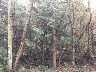 Picture of Point Roberts Parcel Number 405302-503471